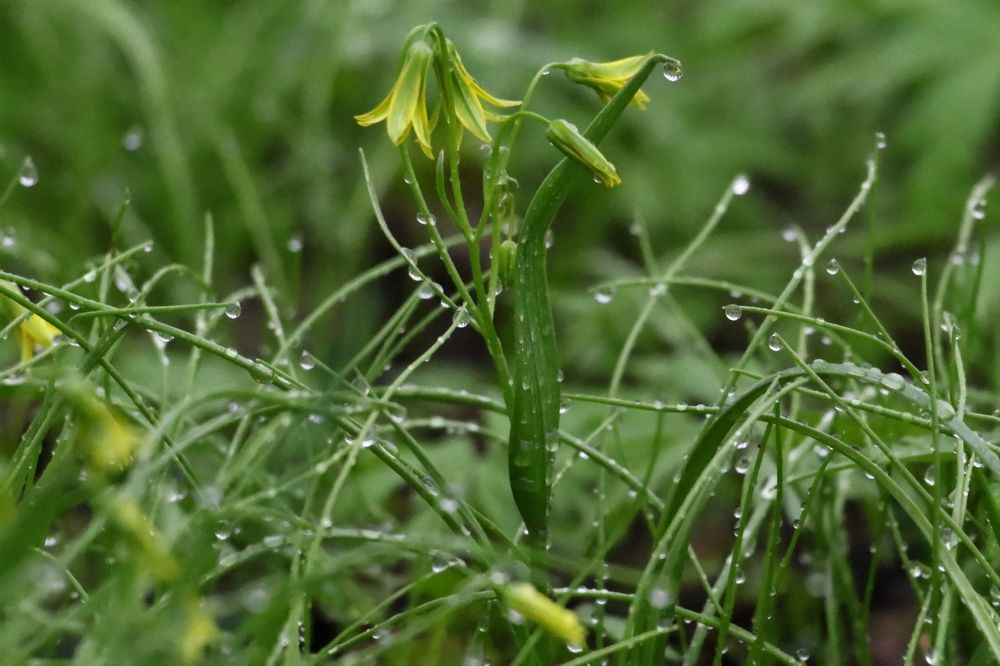 Фотография автора Елена Колосова