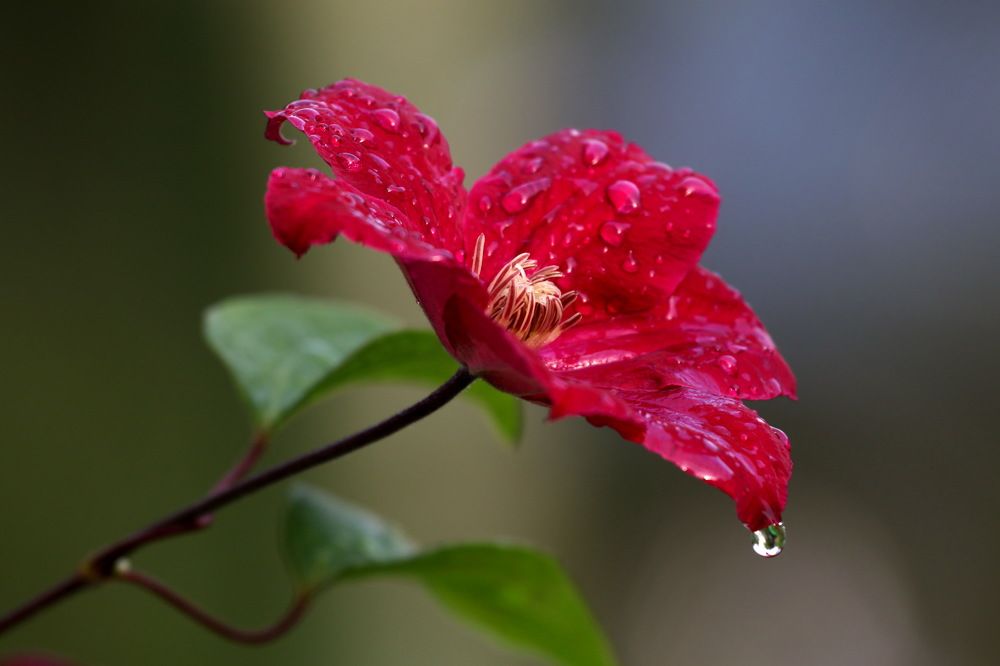 Фотография автора Елена Колосова