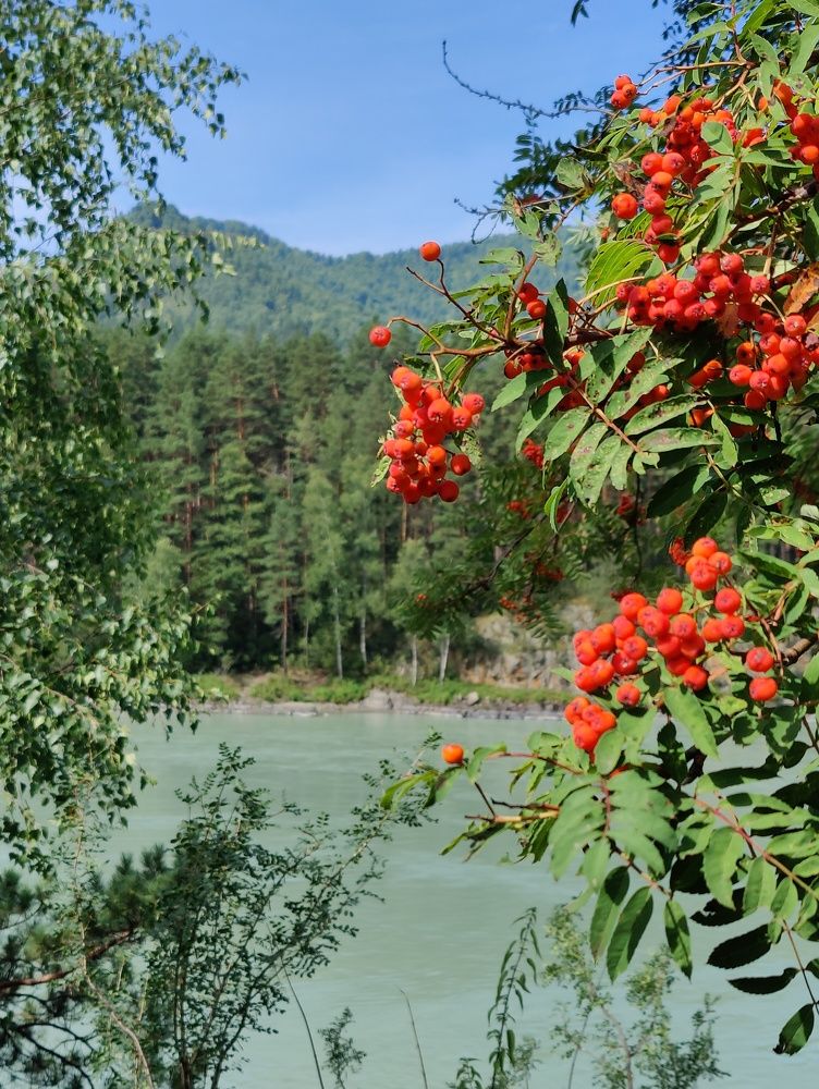 Рябиновая Бирюзовая Катунь