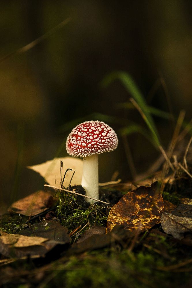 Фотография автора Анатолий Буянов