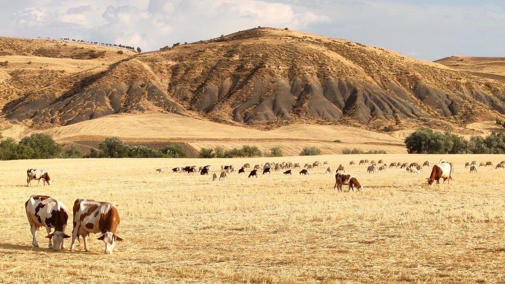 Photograph by Mohamed Kaouche