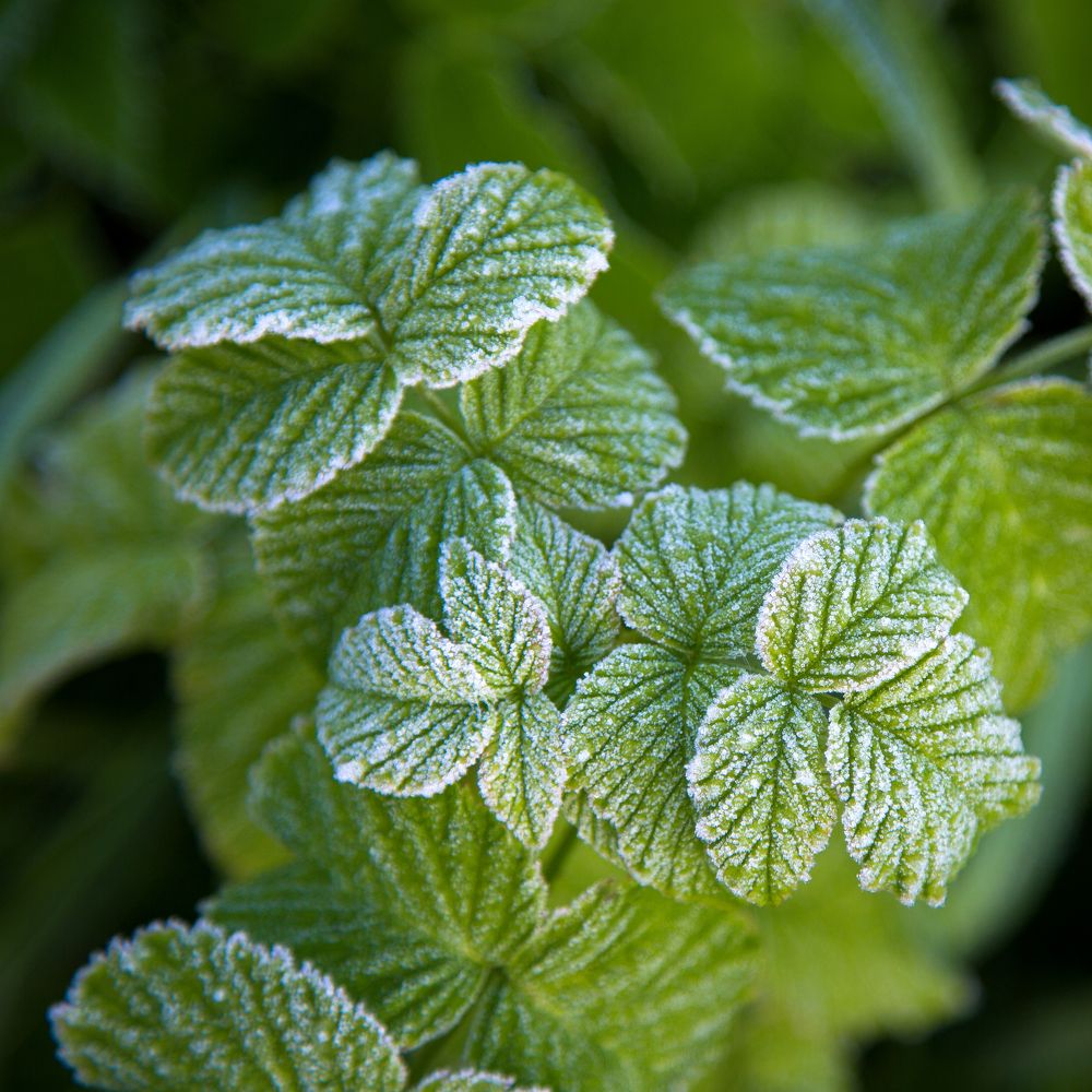 Photograph by Елена Фокина