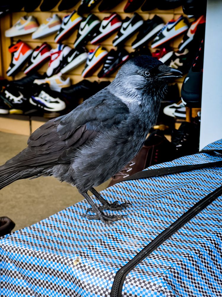 Photograph by Alice Vikernes