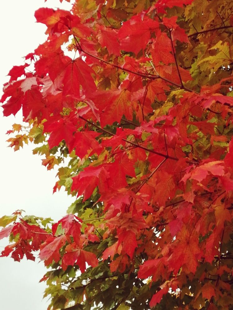 Photograph by Галина Смирнова