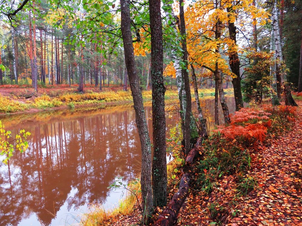 Краски осеннего берега