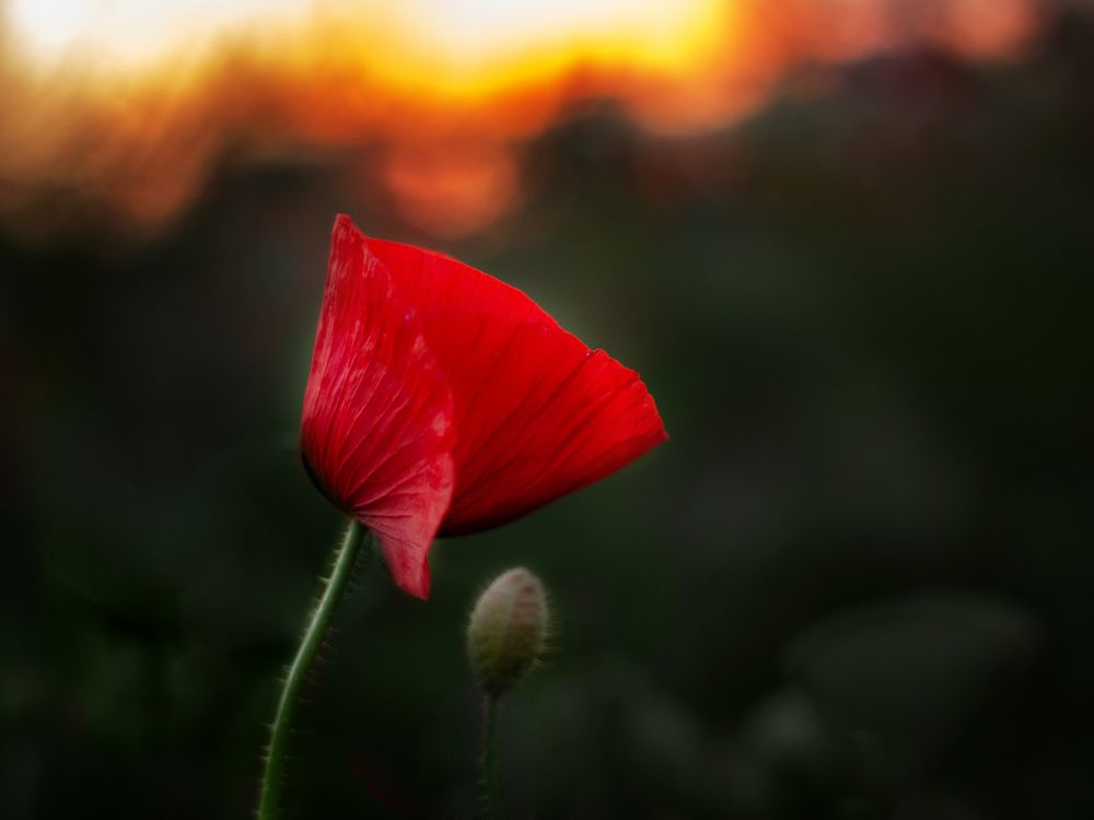 Photograph by Маликова Марина