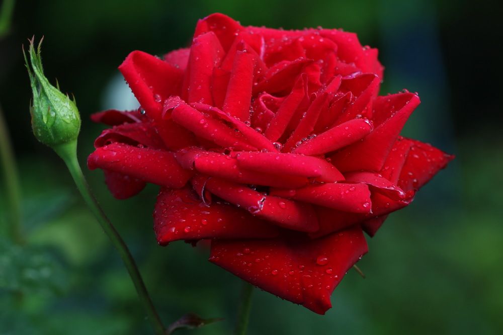 Фотография автора Елена Колосова