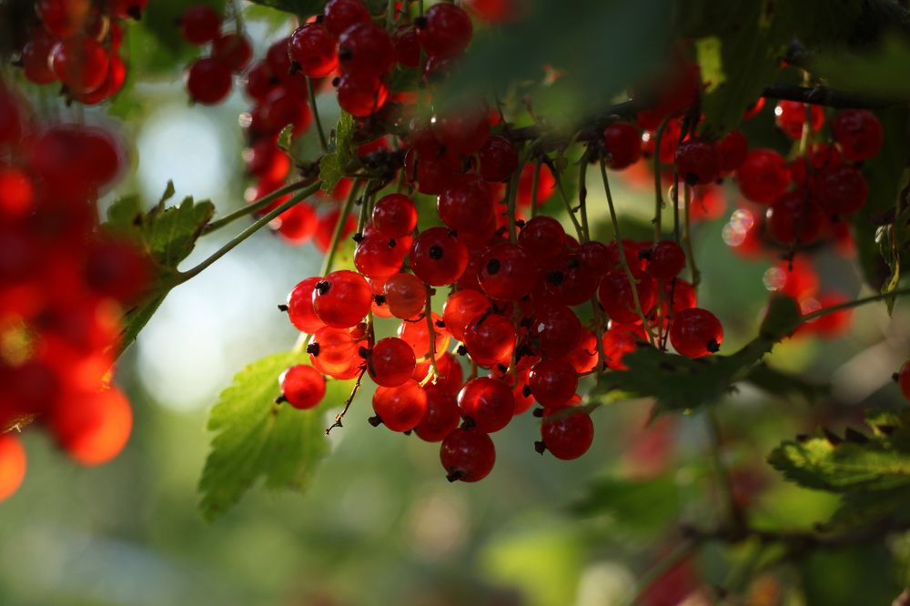 Photograph by Анжелика Медведева