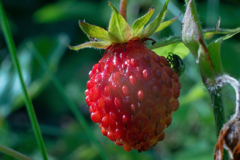 Фотография автора Aлексей Игнатьев