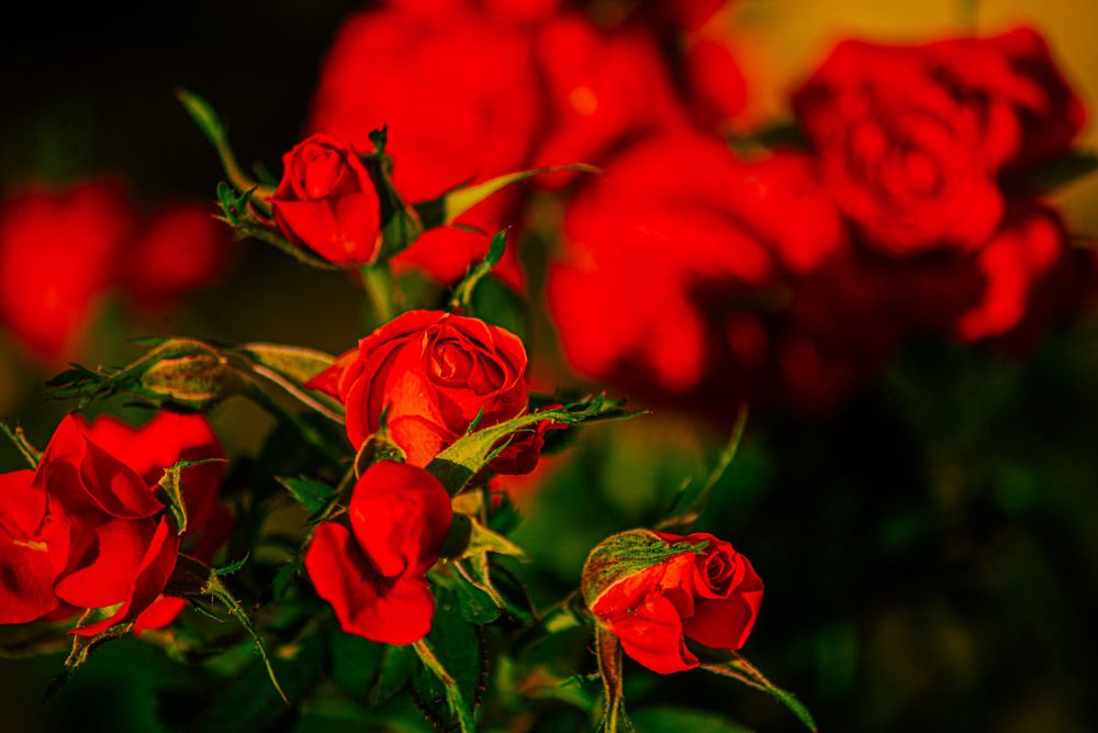 Фотография автора Aлексей Игнатьев