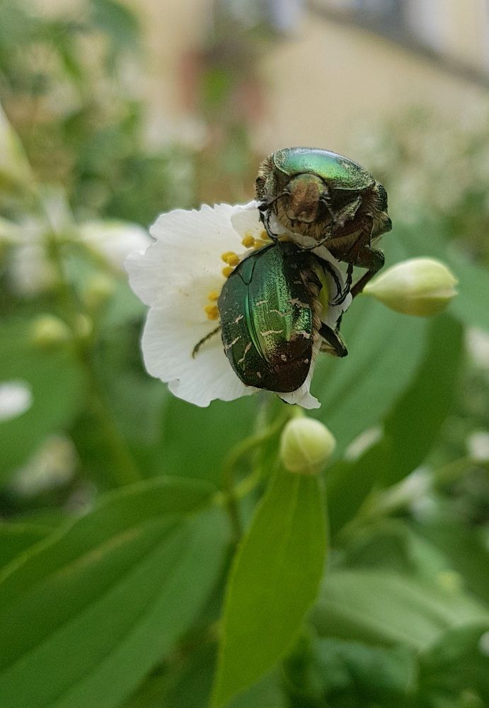 Общение бронзовок