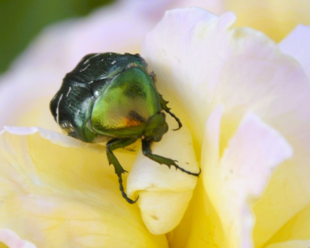 Фотография автора Альбина Хвастунова