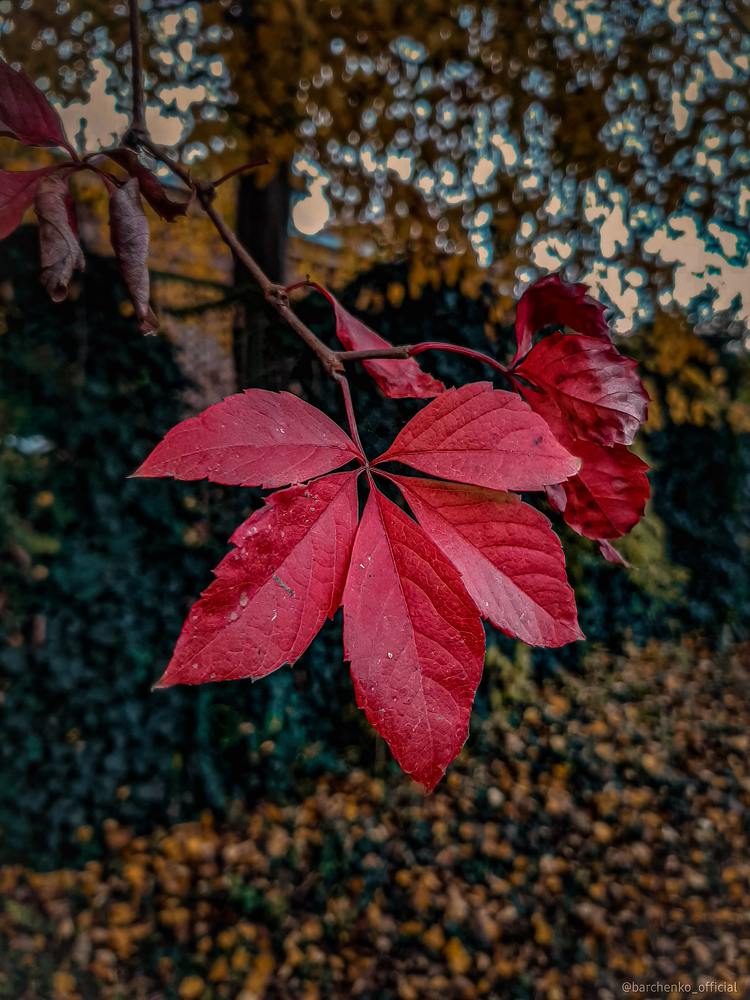 Фотография автора Даниил Барченко