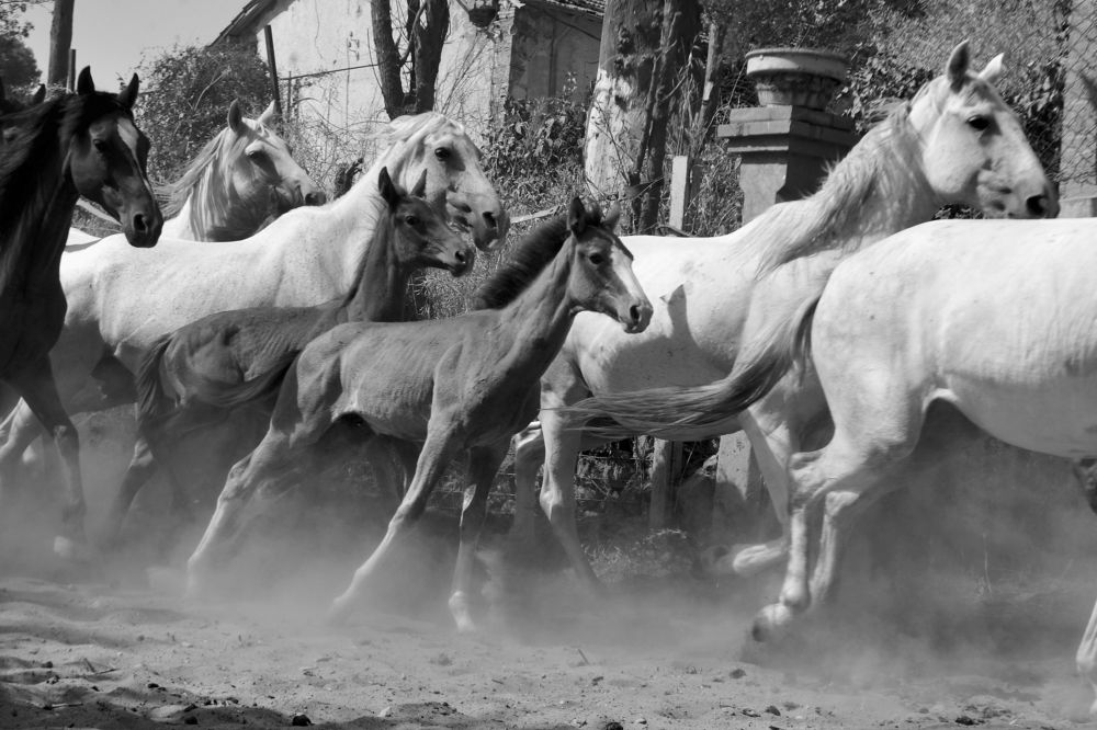 Photograph by Mohamed Kaouche