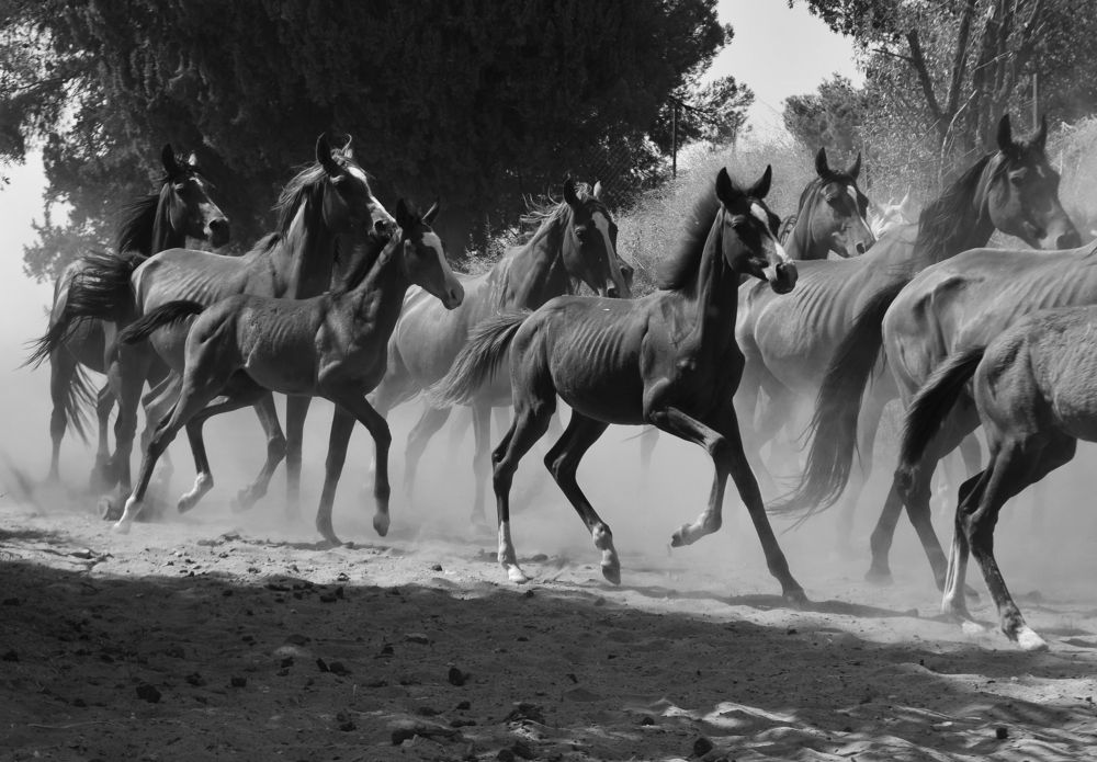 Photograph by Mohamed Kaouche