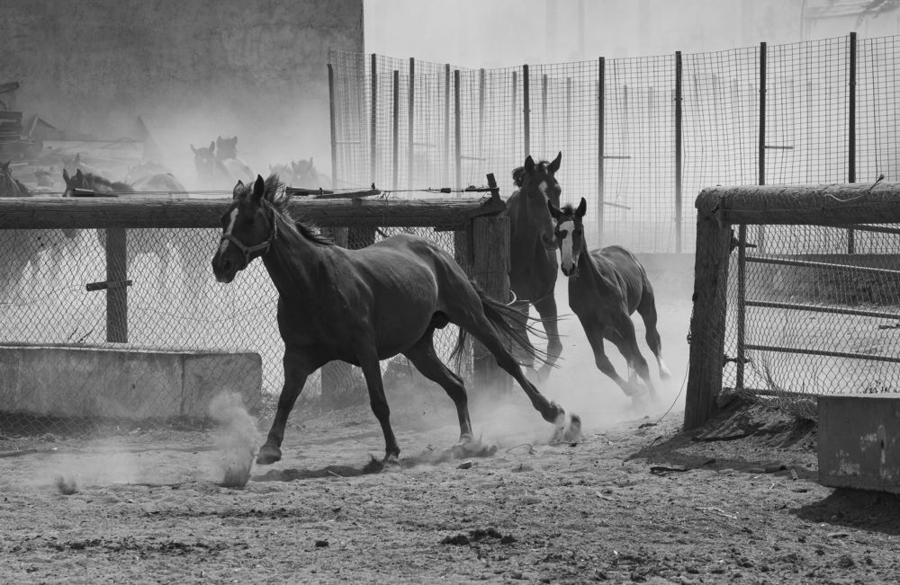 Photograph by Mohamed Kaouche