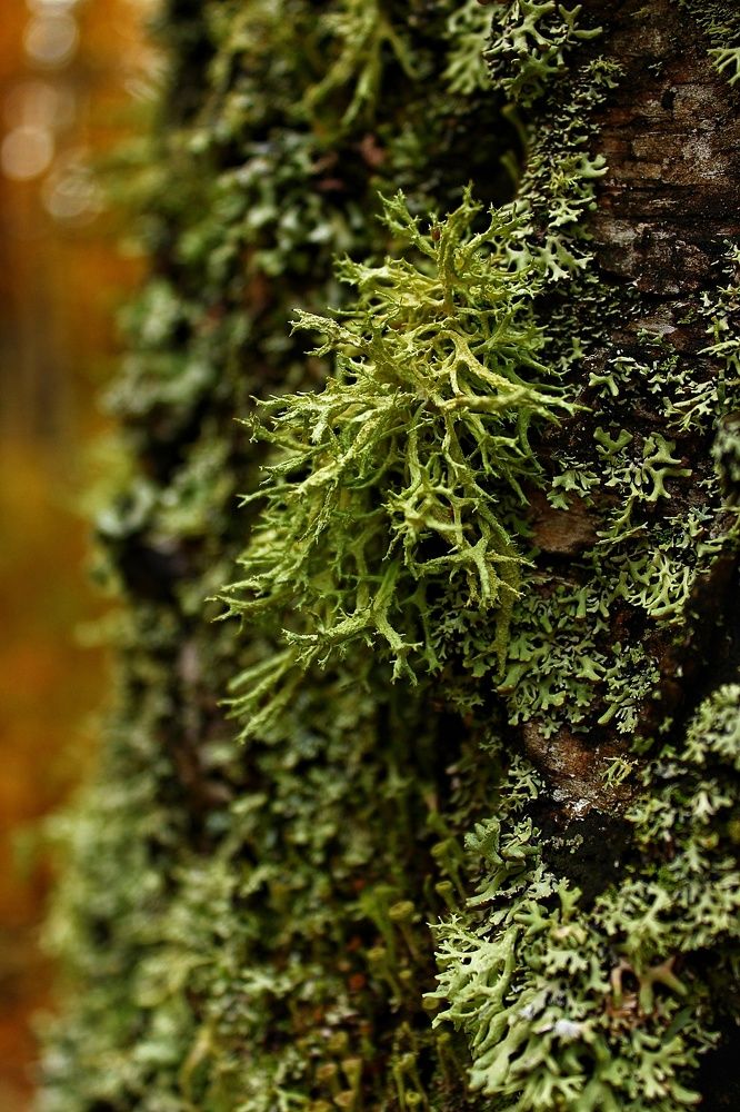 Photograph by Инга Сабанова