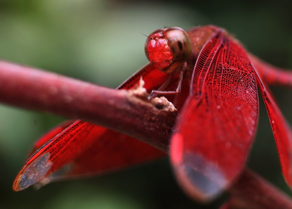 Photograph by Ekra Tasfia