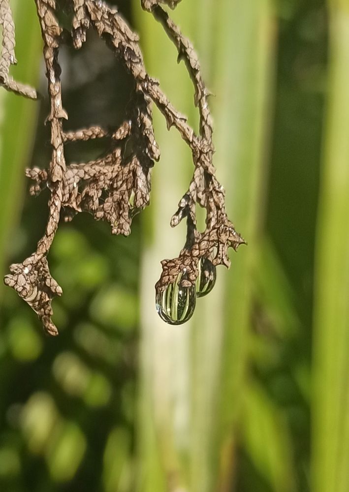 Photograph by Тихонова Ольга