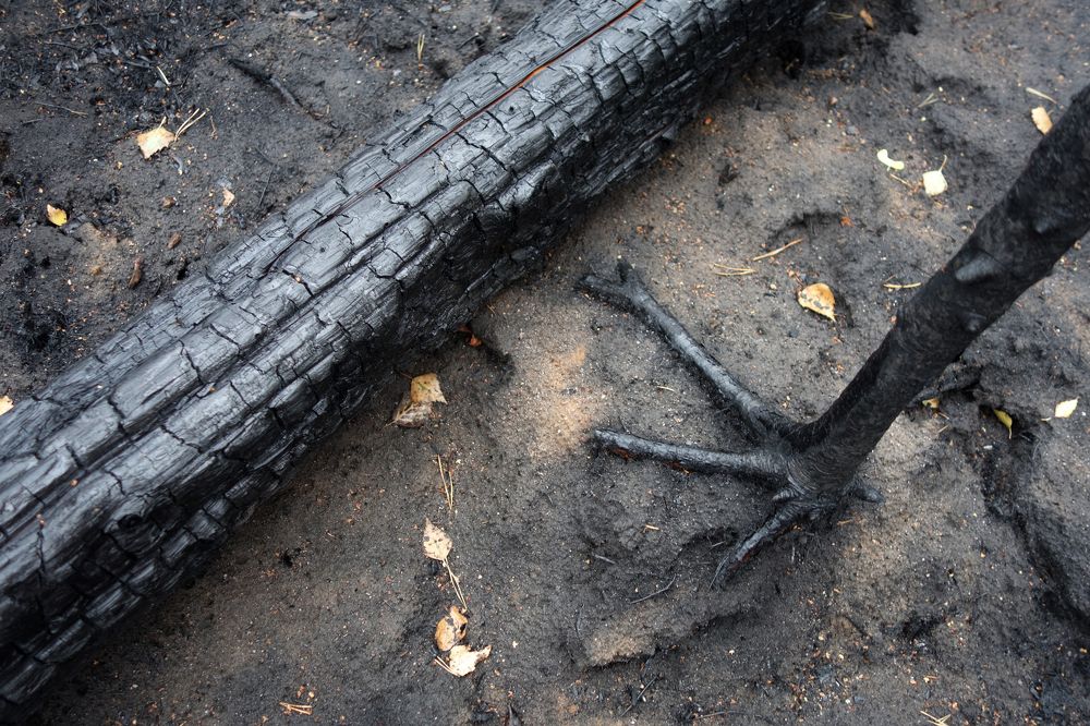 на лесном пожарище