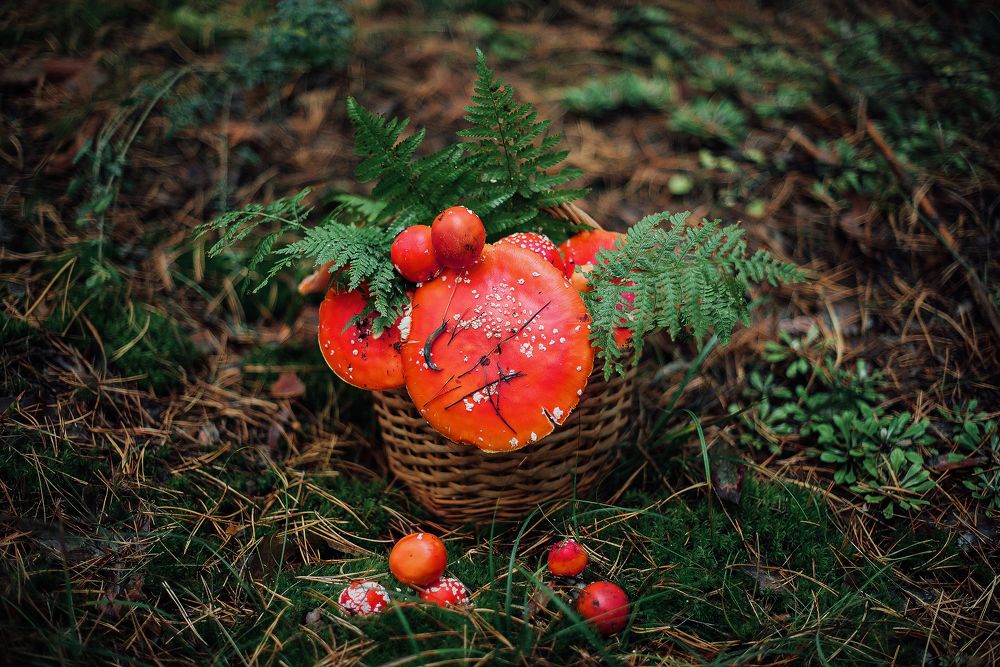 Фотография автора Мария Иодис