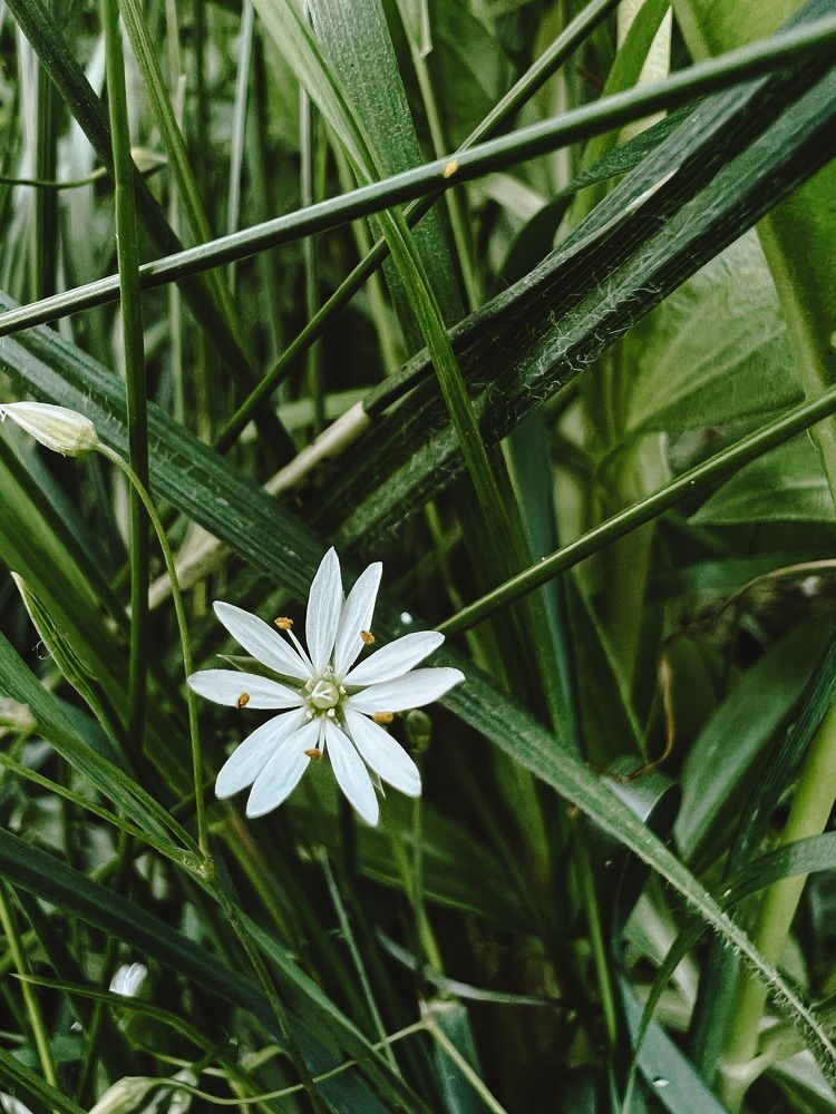 Photograph by Vialeta