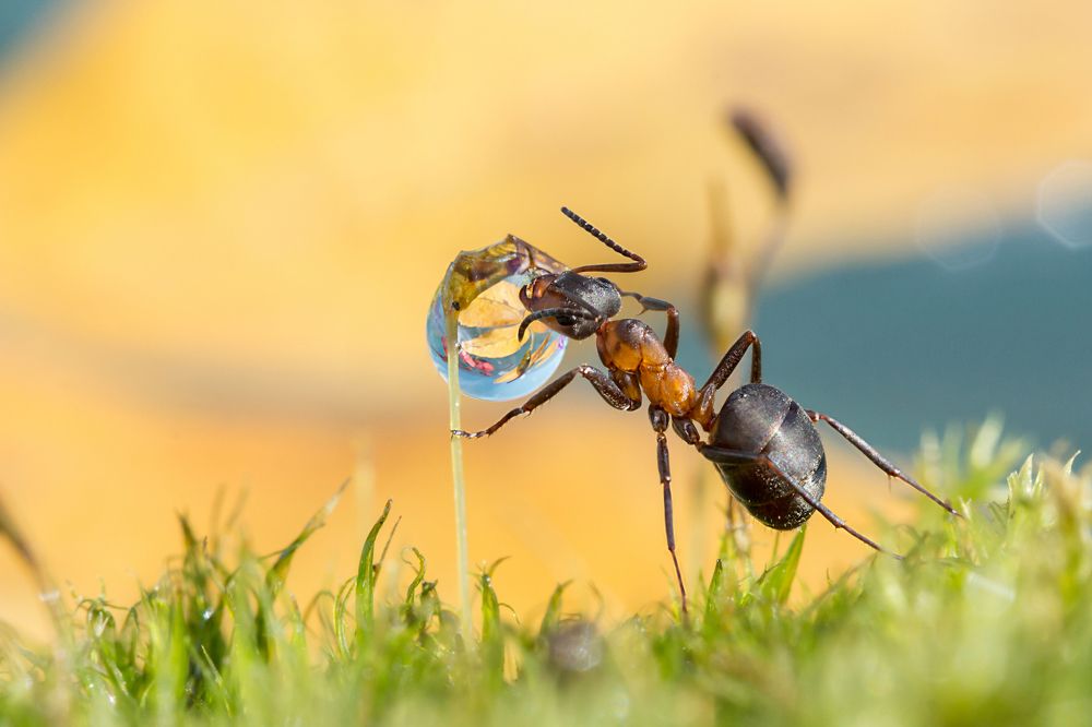 Осенний вкус капли