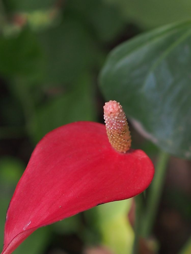 Photograph by dewa putra