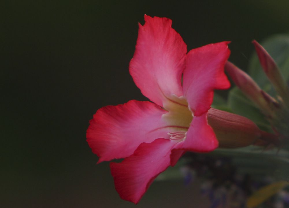 Photograph by dewa putra