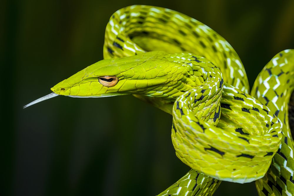 Photograph by Ngọc Trần