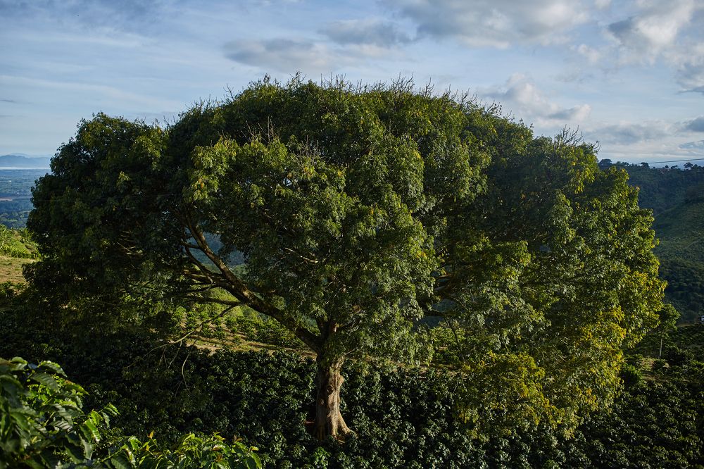 Photograph by Luis Manuel Jiménez Tabares