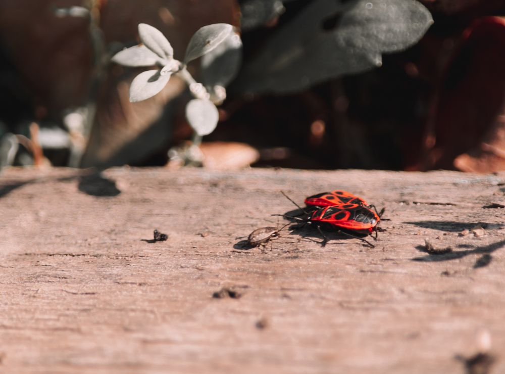 Photograph by Чебесов Олег