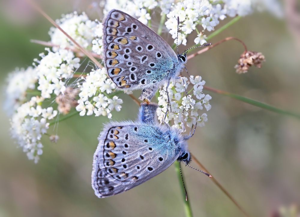 Photograph by Любовь Саханова