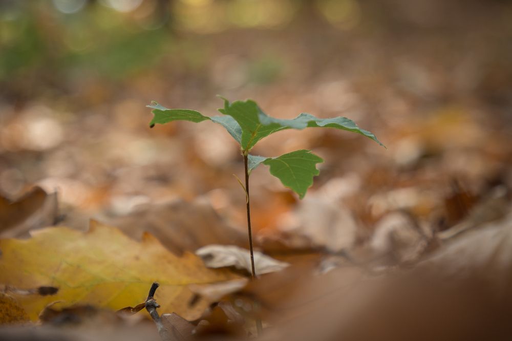 Photograph by Елена Кондратьева