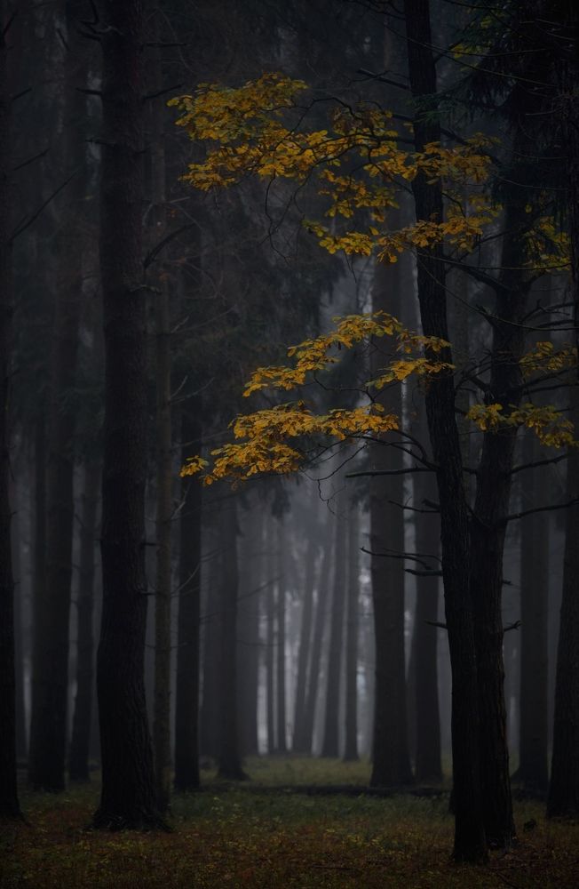 Photograph by Баранов Олег