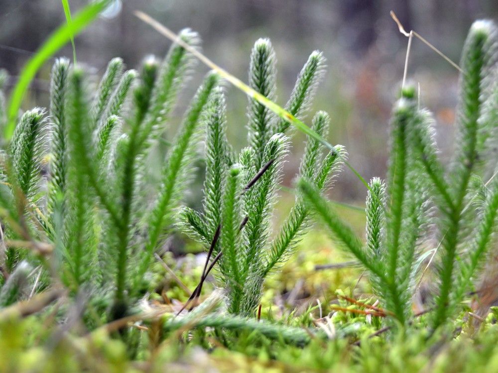 Фотография автора Oleg Podlesnykh