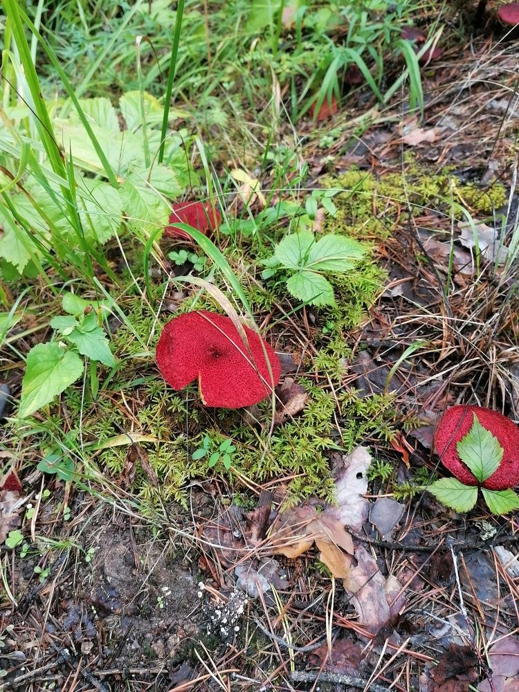 Фотография автора Юлия Лубкина