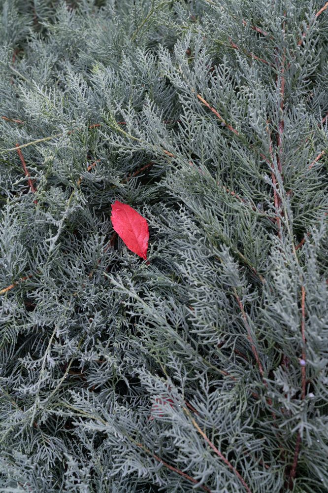 Photograph by Алина Еникеева