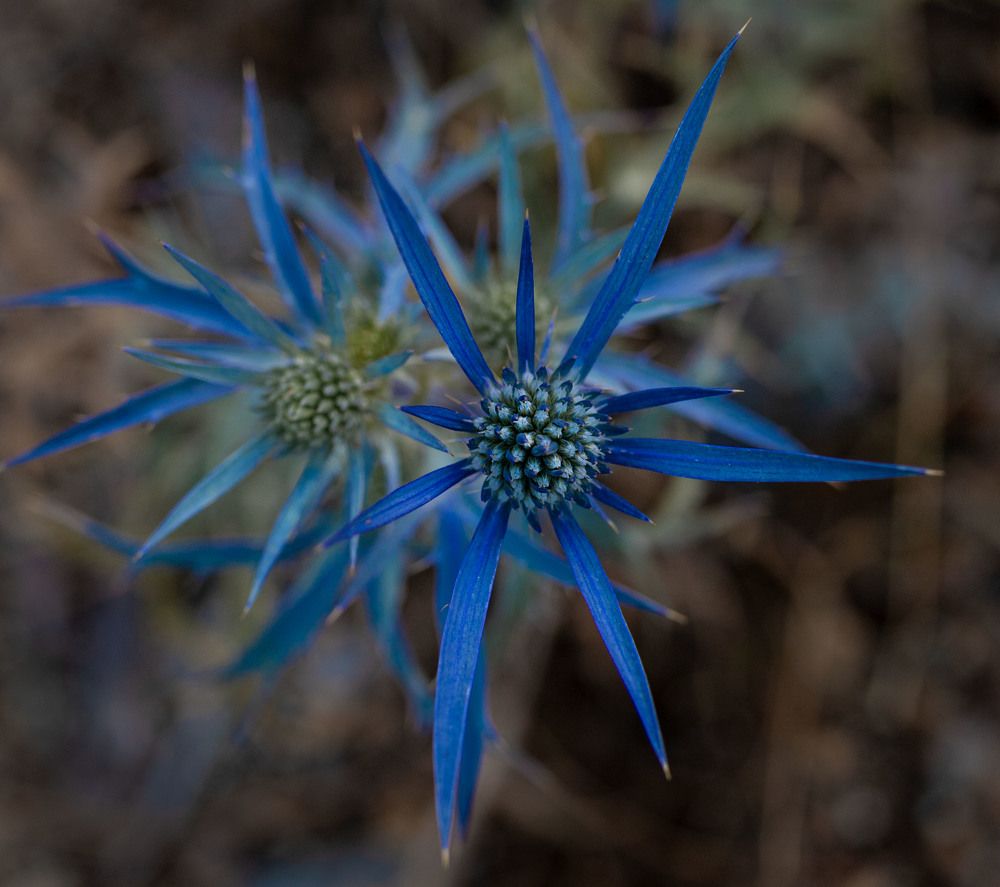 Photograph by ИРЕНА Федорова