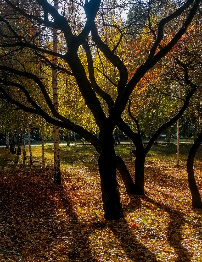 Photograph by Елена Швецова