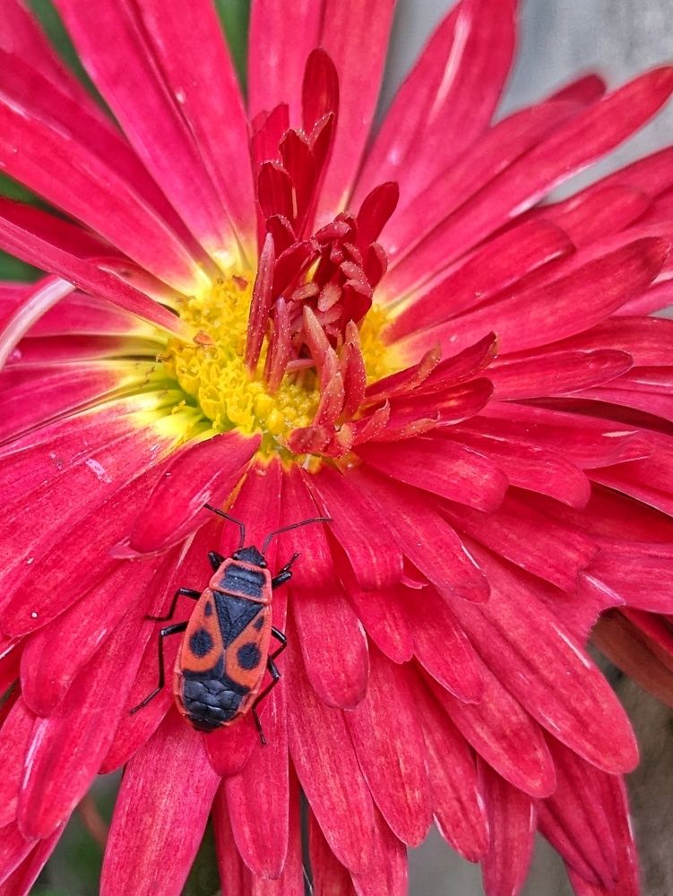 Photograph by Lavlad L