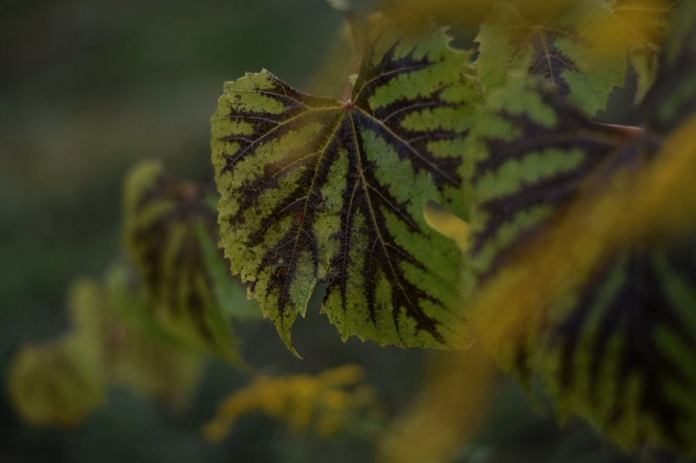 Photograph by Любовь Малышева