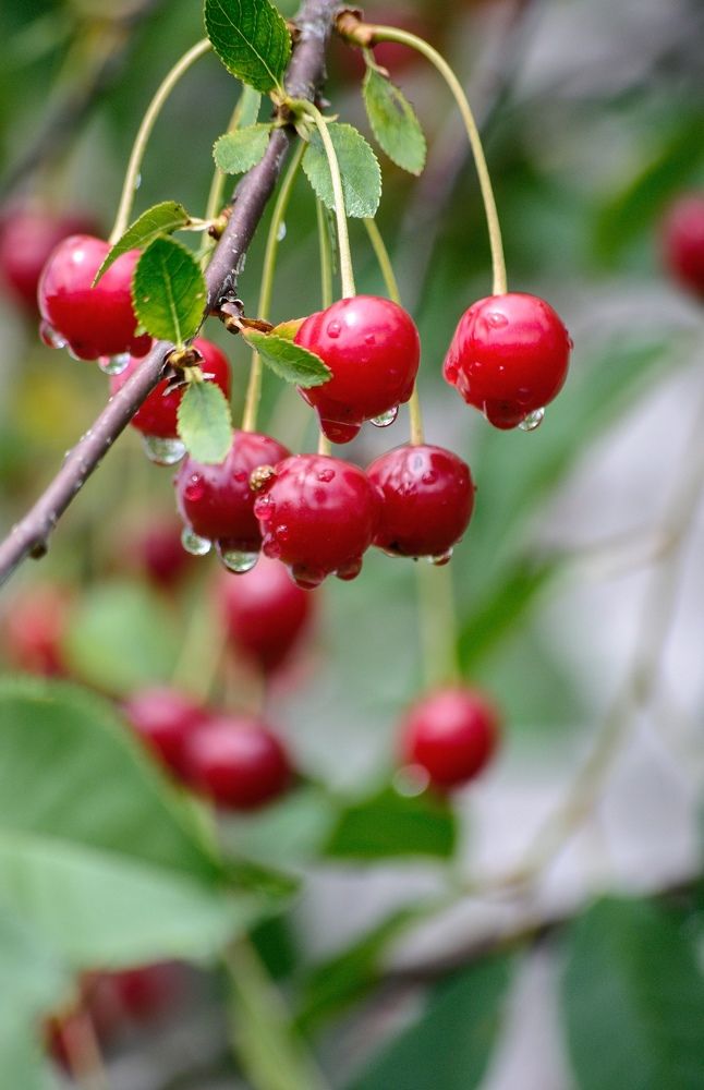 Photograph by Кира Орлова