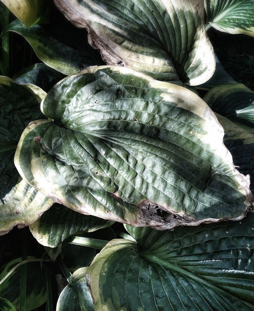 Photograph by Людмила М