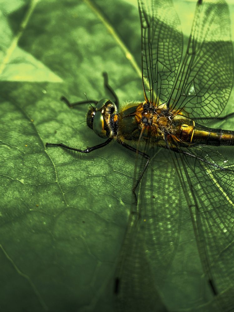 Photograph by Мария Акимова