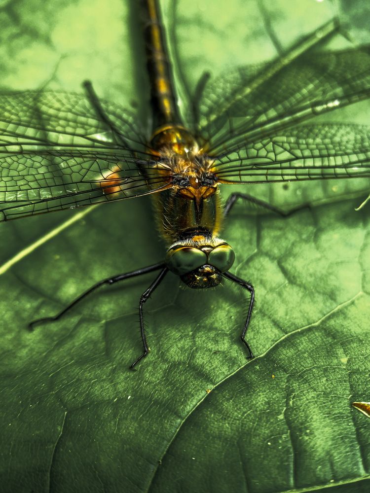 Photograph by Мария Акимова