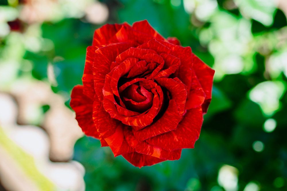 Photograph by Нелли Дзюба