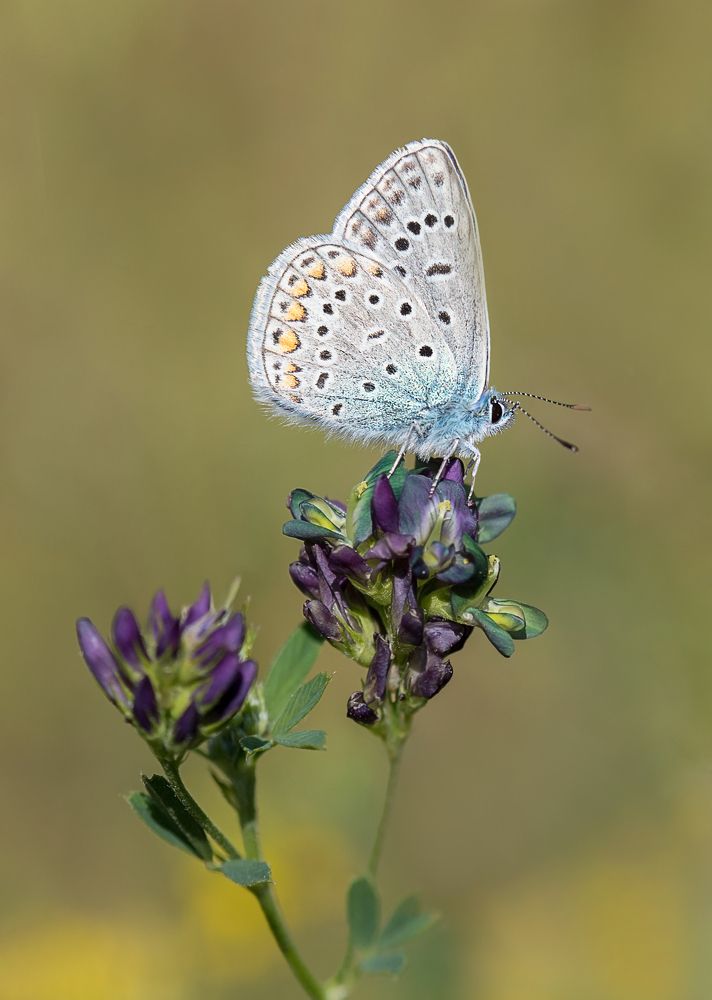 Фотография автора Andrey Pristyazhnyuk