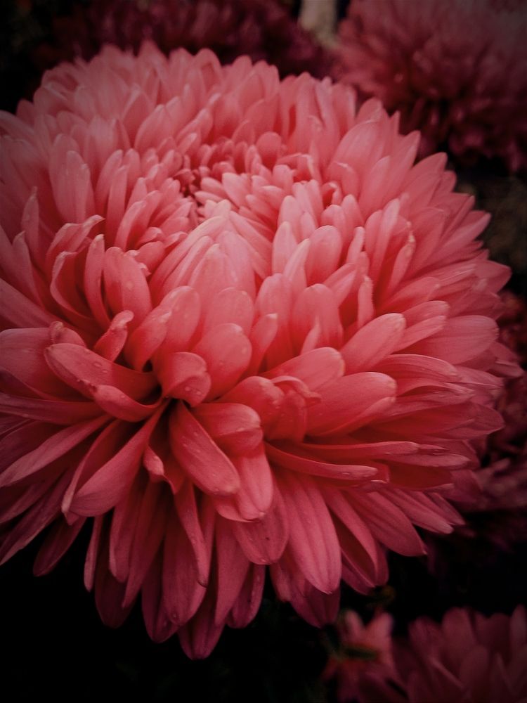 Photograph by Нина Мехнина