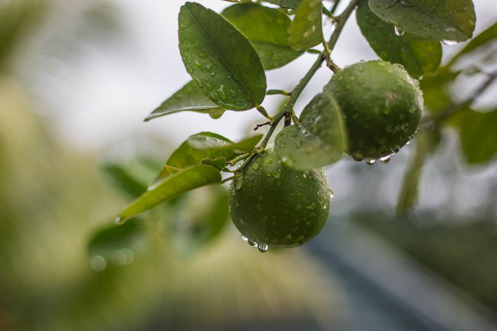 Photograph by Tatiana Varfolomeeva